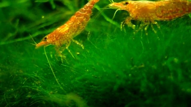 Red Fire (neocaridina heteropoda) beim Futtern смотреть онлайн