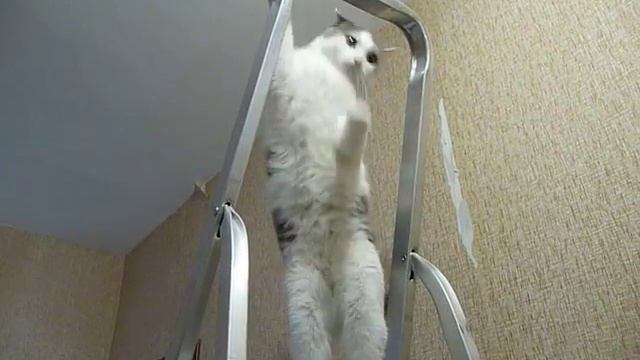 мачо Панчо в добрые руки смотреть онлайн