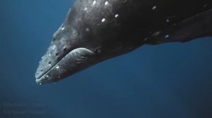 895 гц Исцеляющее Пение Китов для Снятия Напряжения, Энергетических Блоков и Глубокой Релаксации