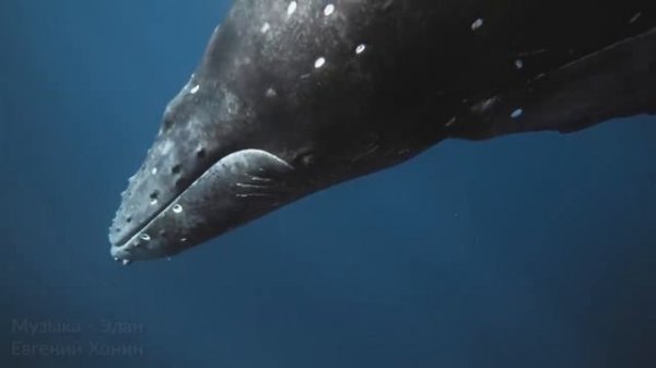 895 гц Исцеляющее Пение Китов для Снятия Напряжения, Энергетических Блоков и Глубокой Релаксации