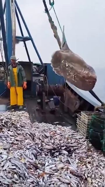 blue whale fish in deep sea l blue shark, Anima Moment shorts 86 смотреть онлайн