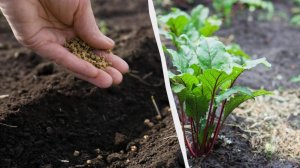 Секреты Посадки Свеклы: Чем Заправить Лунки для Богатого Урожая