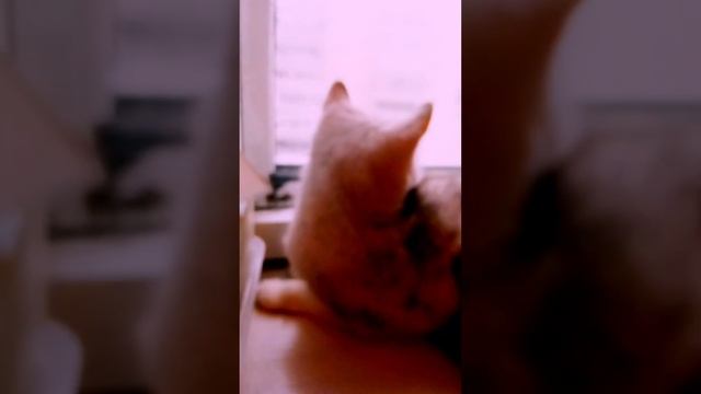 глажу сонечку она сидит кайфует😻😻😻 смотреть онлайн