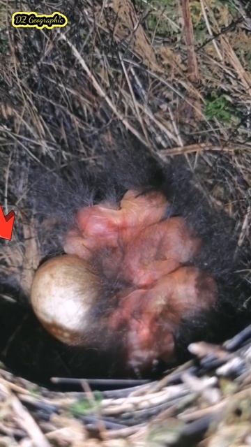 The baby bird growing day by day смотреть онлайн