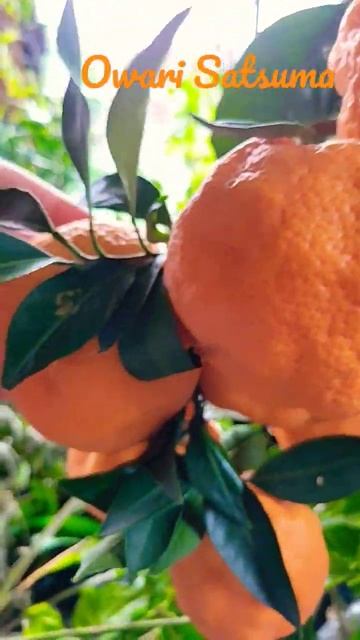 Owari Satsuma bearing fruits at a young age. purchased last winter with marble size fruits on it! смотреть онлайн
