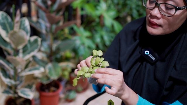 HOYA CUTTINGAN EKONOMIS KOLEKSI INTAN DARI GEOGRAPLANTS смотреть онлайн