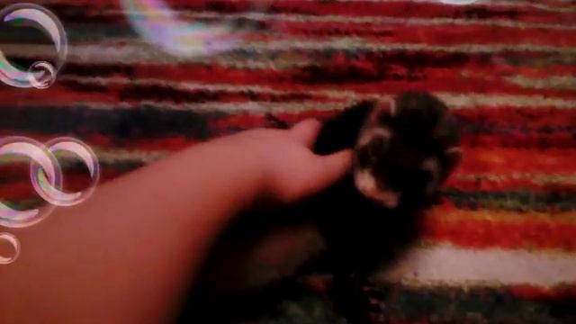 Мой хорёк смотреть онлайн