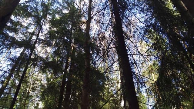 Лесная видеозарисовка #28/Горски видео скица #28/Forest video sketch #28 16.04.2024 #лесопарк смотреть онлайн