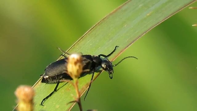 Epicauta Blister Beetles on September Asters смотреть онлайн