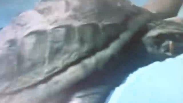 Gamera is back from the dead смотреть онлайн