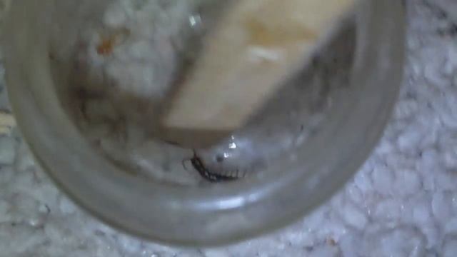 Baby woodlouse spider vs baby centipede pt 1
