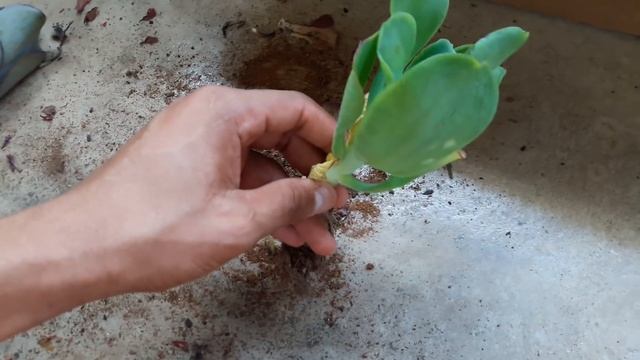 Suculentas compradas no Ceagesp: Sorocaba смотреть онлайн