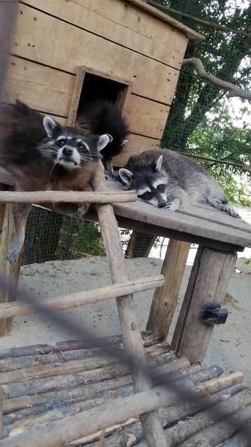 еноты. тихий час. парк Малинки смотреть онлайн