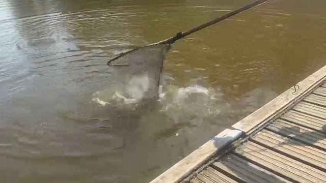 Основной водоем розовая блесна смотреть онлайн