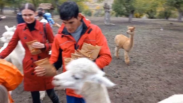 Alpaca Farm in Azerbaijan смотреть онлайн
