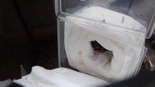 TARANTULA UNBOXING FROM TARANTULA KAT! | My New Halloween Tarantula! | ItsAnnaLouise