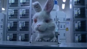 Experiment rabbit Ralph (let's help) deney tavşanı ralph