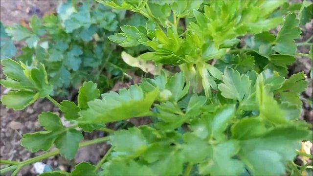 SADITE PERŠUN NA OVAJ NAČIN ZA OBILJE ZDRAVIH I KVALITETNIH LISTOVA