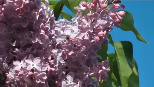 Лиза и сирень смотреть онлайн