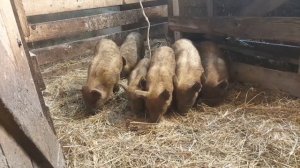 первая кастрация в хозяйстве ! поросятам месяц