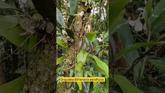 Orquídea Bifrenaria aerofluva смотреть онлайн