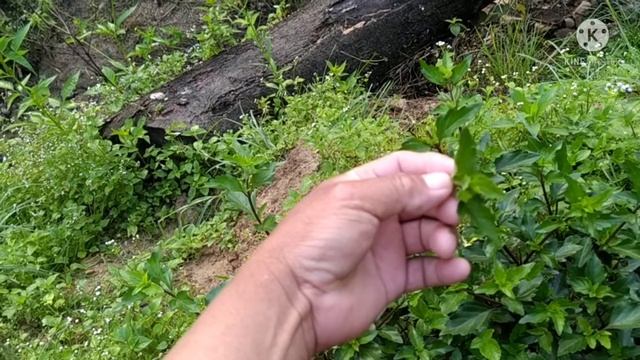 khasiat daun misai kucing baik untuk kesihatan смотреть онлайн