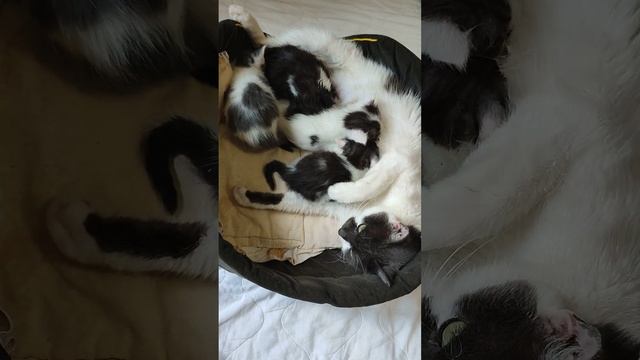 Беременную кошку бросил хозяин смотреть онлайн