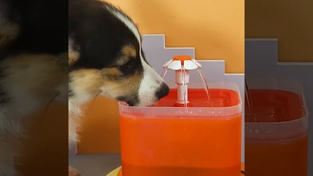 PW-109 Fuente De Agua Para Gatos Y Perros Bebedero Automático смотреть онлайн