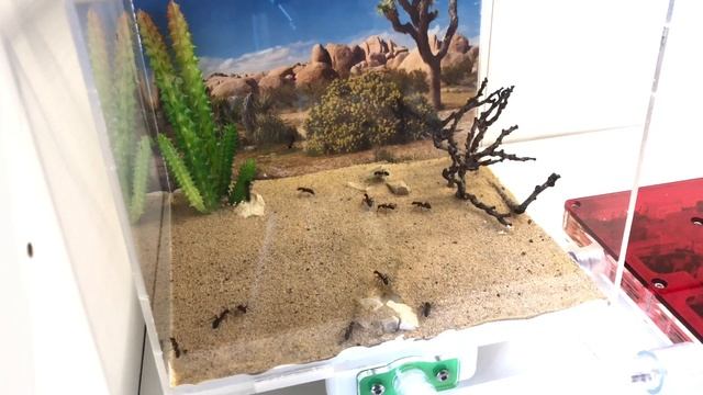 Camponotus Herculeanus | New Outworld Time смотреть онлайн