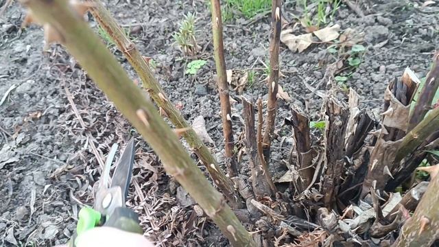 ОБРЕЗАЕМ РОЗЫ ПРАВИЛЬНО !