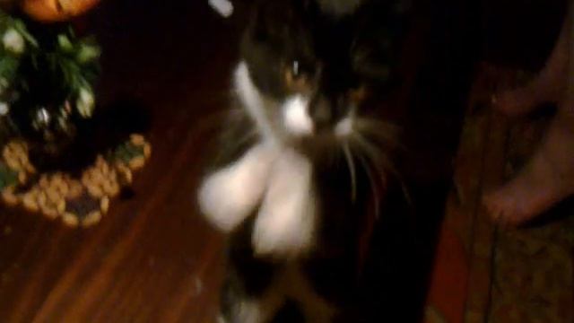 Котенок хлопает в ладошки смотреть онлайн