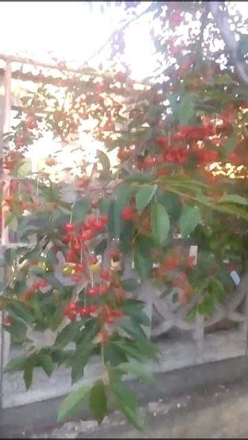 Вишня 2017. А кто сказал ,что урожая не будет?? смотреть онлайн