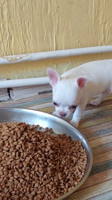 беленькие весёлые чихуахуа в продаже Питомник Кастропуло Крым +79787458062 Viber WhatsApp Telegram