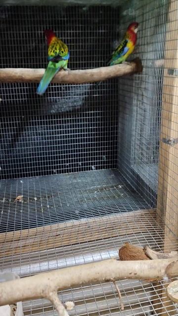 Nacimiento De Cría De Rocella Tricolor