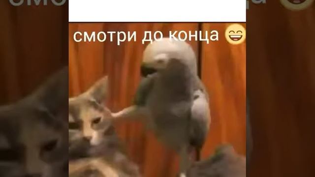 кот вор смотреть онлайн