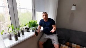 Черенкование томатов. Быстрый способ размножения помидор.