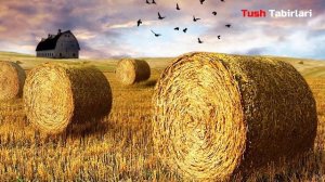 Тушда Хашак курса - Tushda Xashak ko'rsa