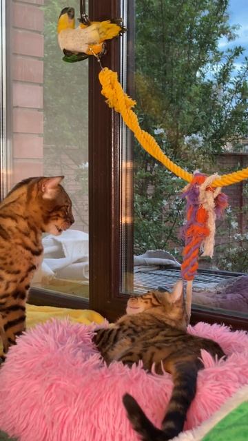#shorts #funnyvideo #youtubeshorts #viralvideo Parrots prevent cats from resting. смотреть онлайн