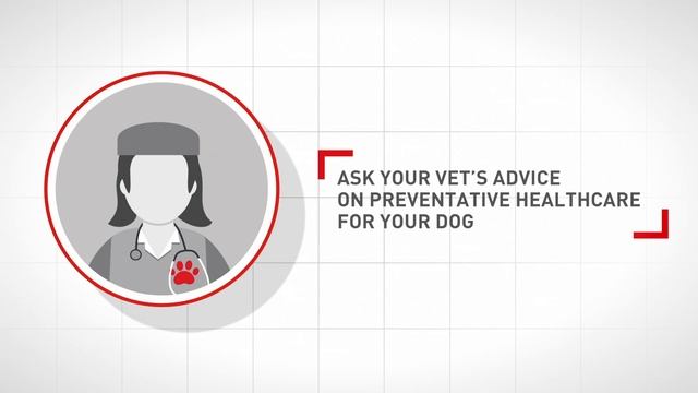 Travelling With Your Dog