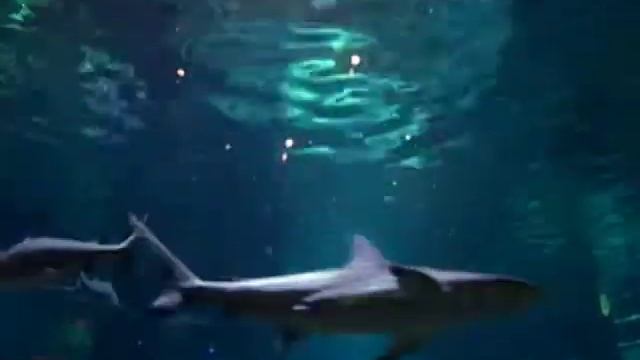 Shark Quiz: Salt or Not смотреть онлайн