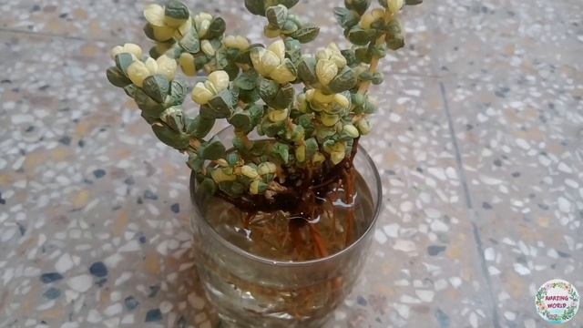 Must Watch !! Water Treatment Of Succulent Plants !! смотреть онлайн