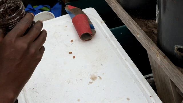How to Germinate Seeds Fast (Scarification) смотреть онлайн
