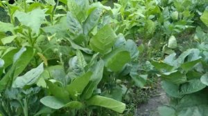 Уборка урожая махорки \ Урожайность махорки сравнительно с средним табаком