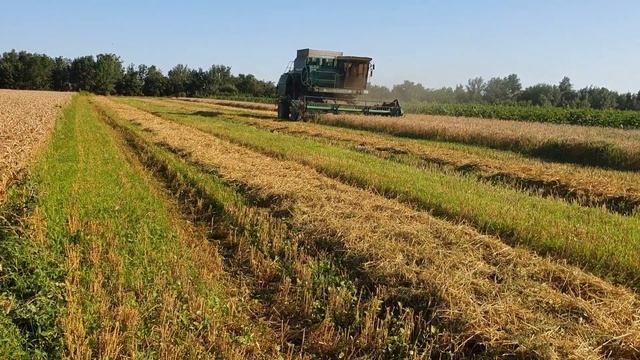 Уборка канадской пшеницы Alma, Дон 1500Б смотреть онлайн