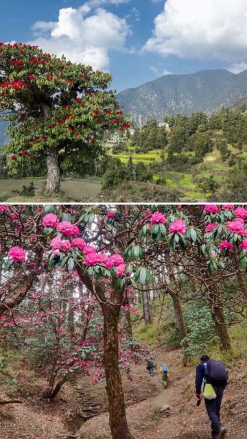 3 Treks To Do In March - Blooming Rhododendrons #shorts #trekking #indiahikes смотреть онлайн