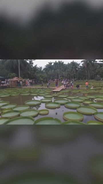 Giant water lily #shorts смотреть онлайн