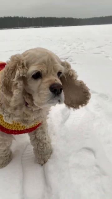 Собака бежит к хозяину 🦮 #shorts #природа #nature #dog #лес #animals #зима #питер смотреть онлайн