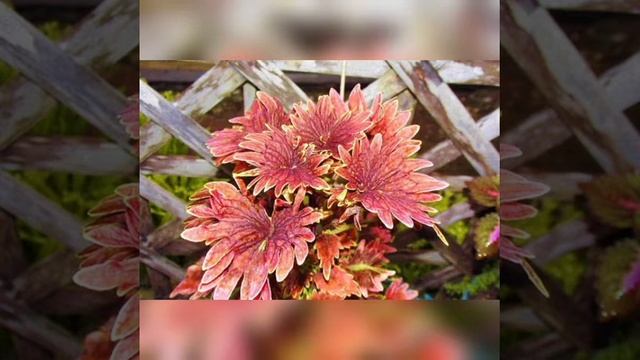 VARIETIES OF COLEUS PLANT | MAYANA PLANTS | HERBAL PLANTS смотреть онлайн