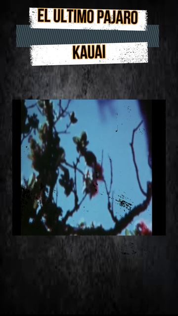 EL ULTIMO PÁJARO KAUAI смотреть онлайн