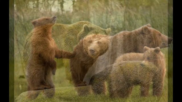 Сибирский медведь смотреть онлайн